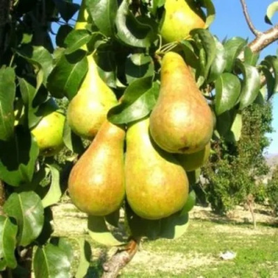 Груша Г-9 колонновидная в Павлодаре