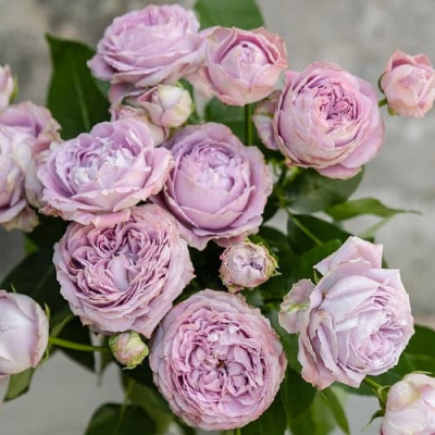 Роза ЛАВЕНДЕР БАБЛС спрей в Павлодаре