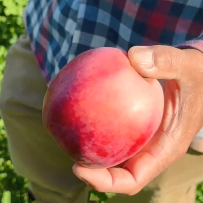 Яблоня АЗЕРБАЙДЖАНЕЦ декоративная в Павлодаре