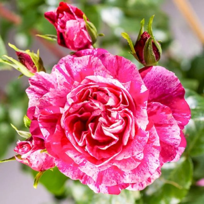 Роза ИНЕС САСТР плетистая в Павлодаре