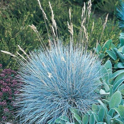 Овсяница АЙСФОГЕЛЬ сизая в Павлодаре