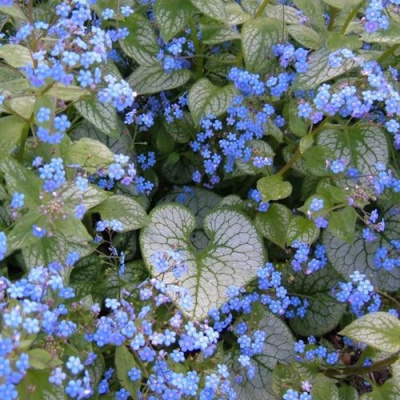 Бруннера ДЖЭК ФРОСТ в Павлодаре