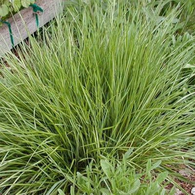 Вейник АВАЛАНШ остроцветковый в Павлодаре