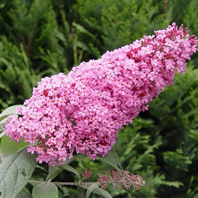 Буддлея давида ПИНК ДЕЛАЙТ в Павлодаре