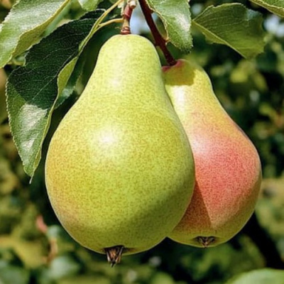 Груша ЯНВАРСКАЯ в Павлодаре