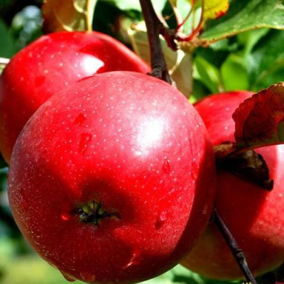 Яблоня РЕДФРИ в Павлодаре