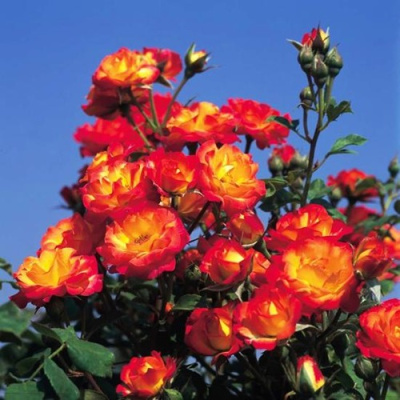 Роза ТАЙФУН спрей в Павлодаре