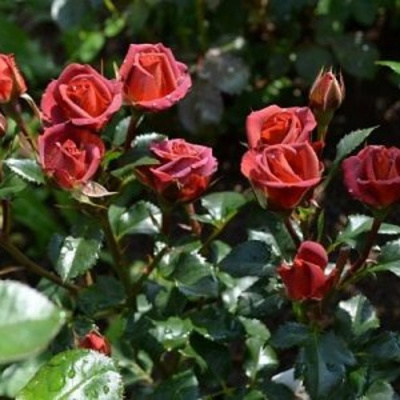 Роза ЧОКОЧИНО спрей в Павлодаре