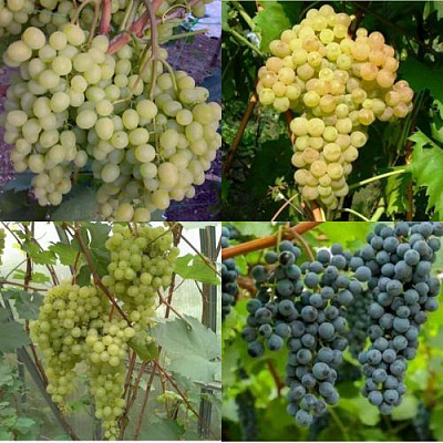 Комплект ВИНОГРАДНАЯ РАДУГА в Павлодаре