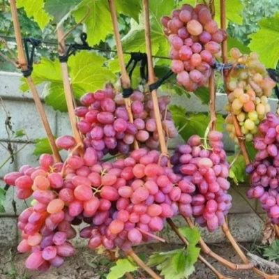 Виноград ДЫНЬКА в Павлодаре