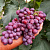 Виноград ПАМЯТИ УЧИТЕЛЯ в Павлодаре