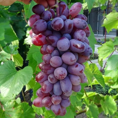 Виноград БАЙКОНУР в Павлодаре