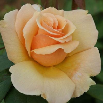 Роза МЕДАЛЬОН чайно-гибридная в Павлодаре