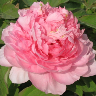 Пион ИМПЕРАТОРСКАЯ НАЛОЖНИЦА древовидный в Павлодаре