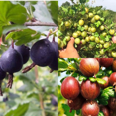 Комплект КРЫЖОВНИК MIX в Павлодаре