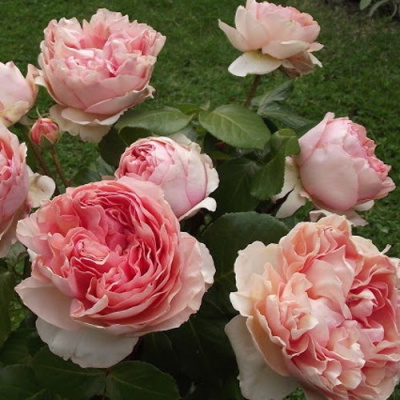 Роза ФИЛИНГ чайно-гибридная в Павлодаре