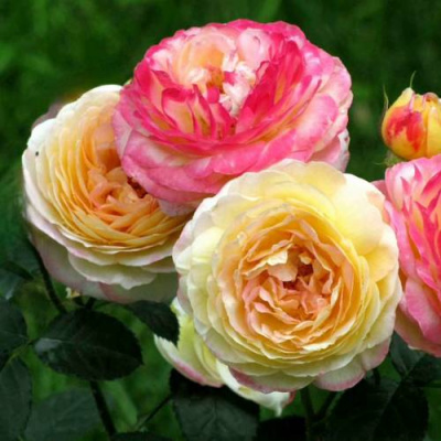 Роза РОЗОМАН ЖАНОН шраб в Павлодаре