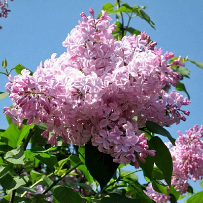 Сирень БУФФОН в Павлодаре