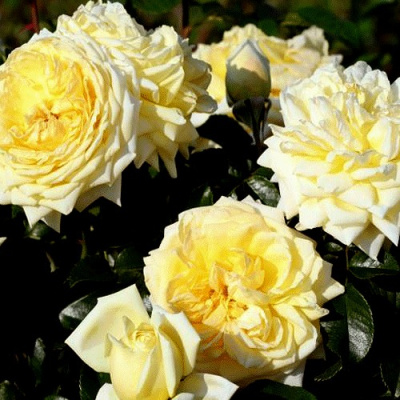 Роза НАДЯ МЕЙДИЛАНД почвопокровная в Павлодаре