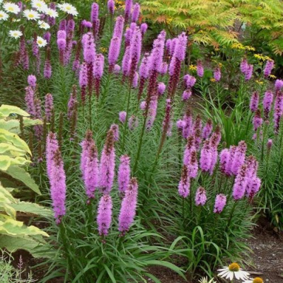 Лиатрис РОЗЕА колосковая в Павлодаре