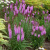 Лиатрис РОЗЕА колосковая в Павлодаре