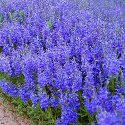 Вероника австрийская в Павлодаре