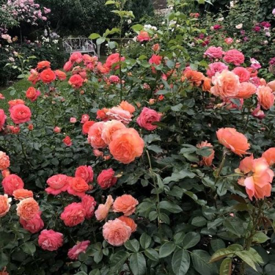 Роза БЕЛЬВЕДЕР шраб в Павлодаре