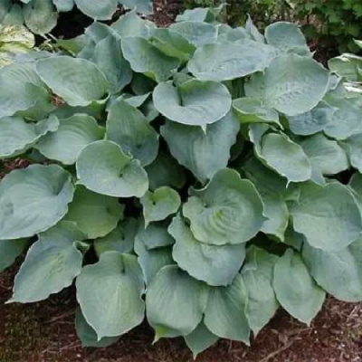 Хоста МУНЛАЙТ СОНАТА гибридная в Павлодаре