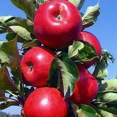 Колонновидные яблони в Павлодаре