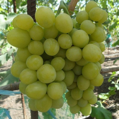 Виноград ХЕЛЕНА в Павлодаре