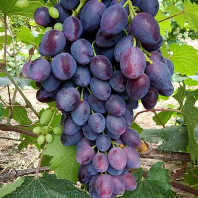 Виноград КИШМИШ БРАВИССИМО в Павлодаре