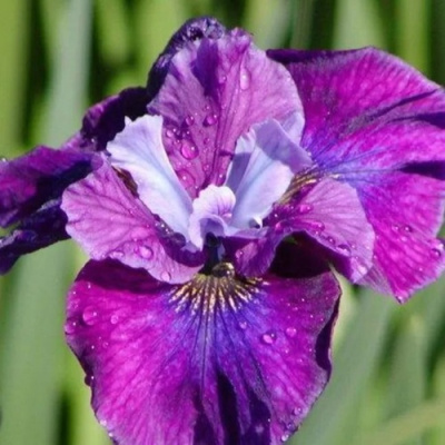 Ирис СИ Я ЛЕЙТЕР сибирский в Павлодаре