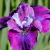 Ирис СИ Я ЛЕЙТЕР сибирский в Павлодаре