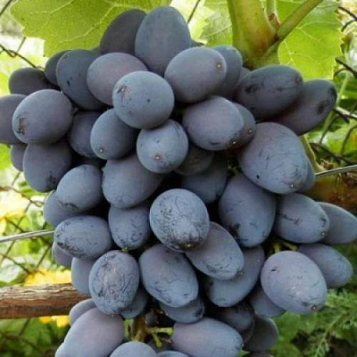 Черный виноград в Павлодаре