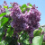 Сирень ВИОЛЕТТА в Павлодаре