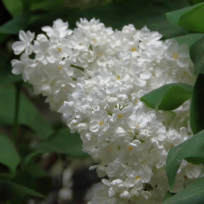 Сирень РУССКИЙ СЕВЕР в Павлодаре