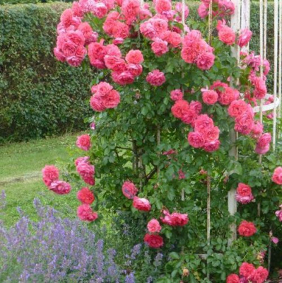 Роза РОЗАРИУМ ЮТЕРСОН плетистая в Павлодаре