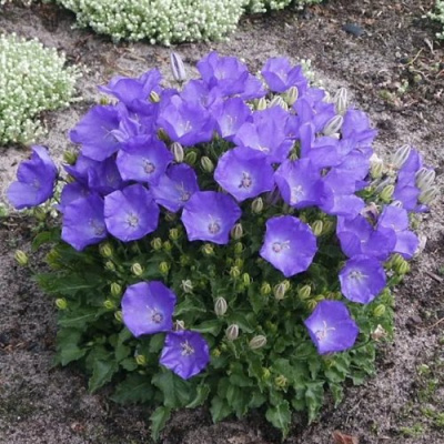 Колокольчик САНТА карпатский в Павлодаре