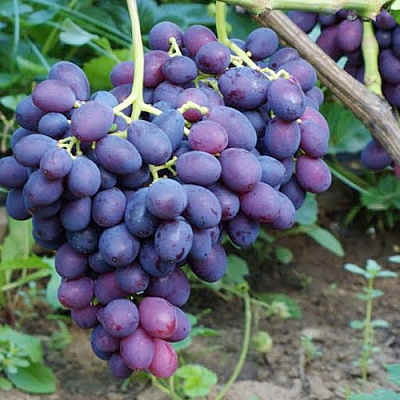 Виноград КАТАЛОНИЯ в Павлодаре