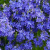 Вероника РОЯЛ БЛЮ большая в Павлодаре