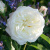 Роза АЛАБАСТЕР флорибунда в Павлодаре