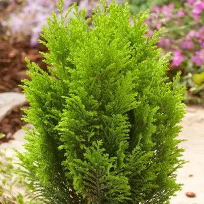 Кипарисовик ЭЛВУДИ ГОЛД лавсона в Павлодаре