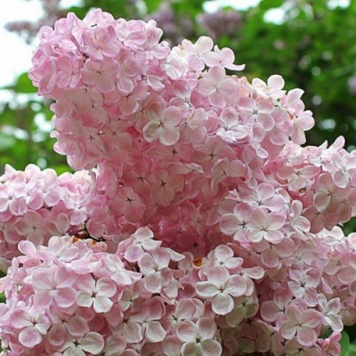 Сирень ВЕЧЕРНИЙ ЗВОН в Павлодаре