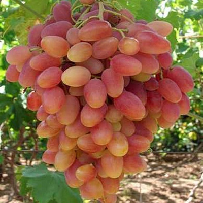 Виноград КСЕНИЯ (АНЖЕЛИКА) в Павлодаре