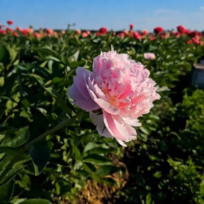 Пион ИМПЕРАТОРСКАЯ НАЛОЖНИЦА древовидный в Павлодаре