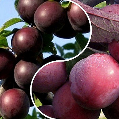 Комплект ИЗЮМИНКА САДА в Павлодаре