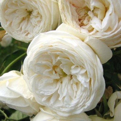 Роза АРТЕМИС шраб в Павлодаре