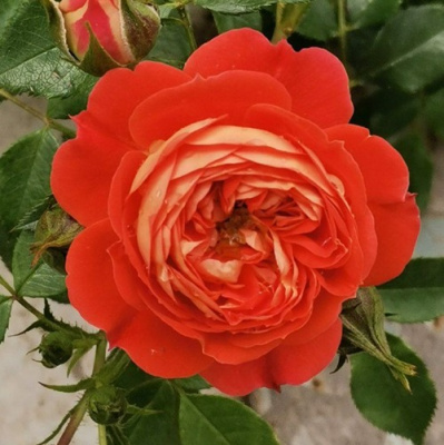 Роза СТАРЛЕТ РОУЗ КАРМЕН плетистая в Павлодаре