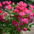 Роза ШОНЕ КОБЛЕНЦЕРИН флорибунда в Павлодаре