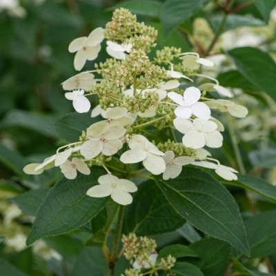 Гортензия ПРИМ ВАЙТ метельчатая в Павлодаре